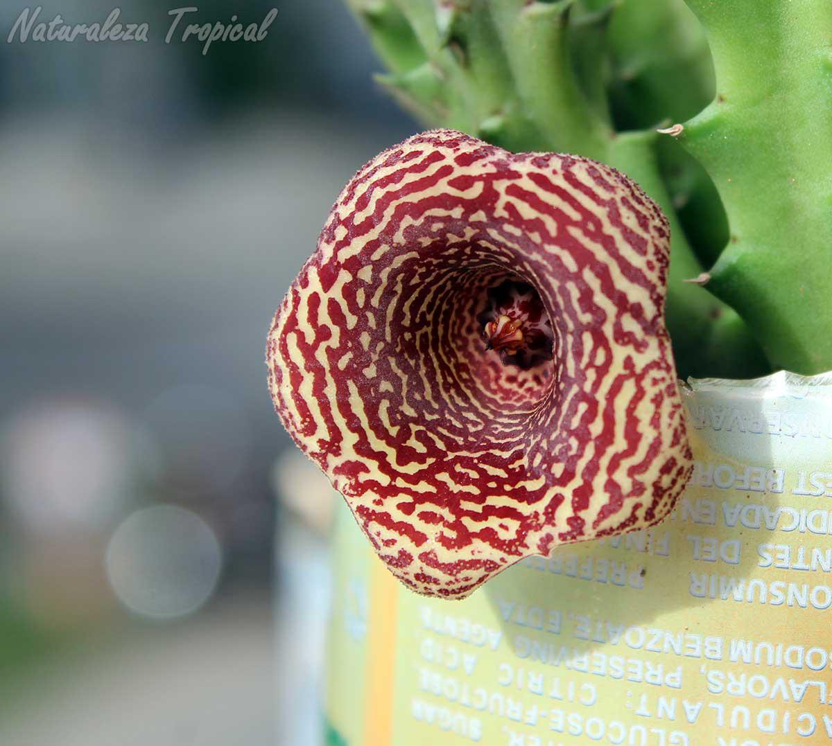 Vista de la flor característica de la planta suculenta Huernia ˡ Cookie ˡ KMP 042