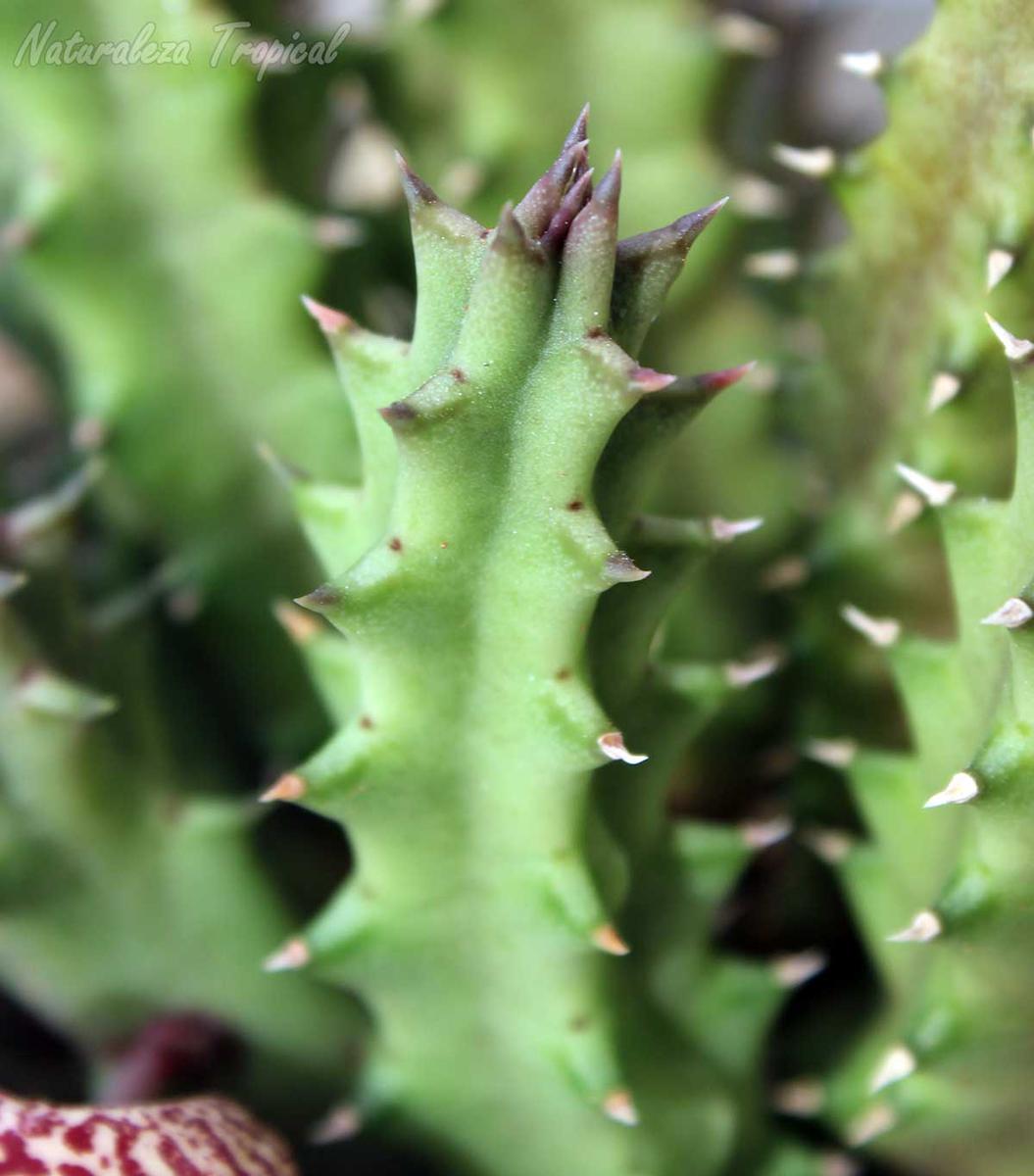 Tallos de la planta suculenta Huernia ˡ Cookie ˡ KMP 042