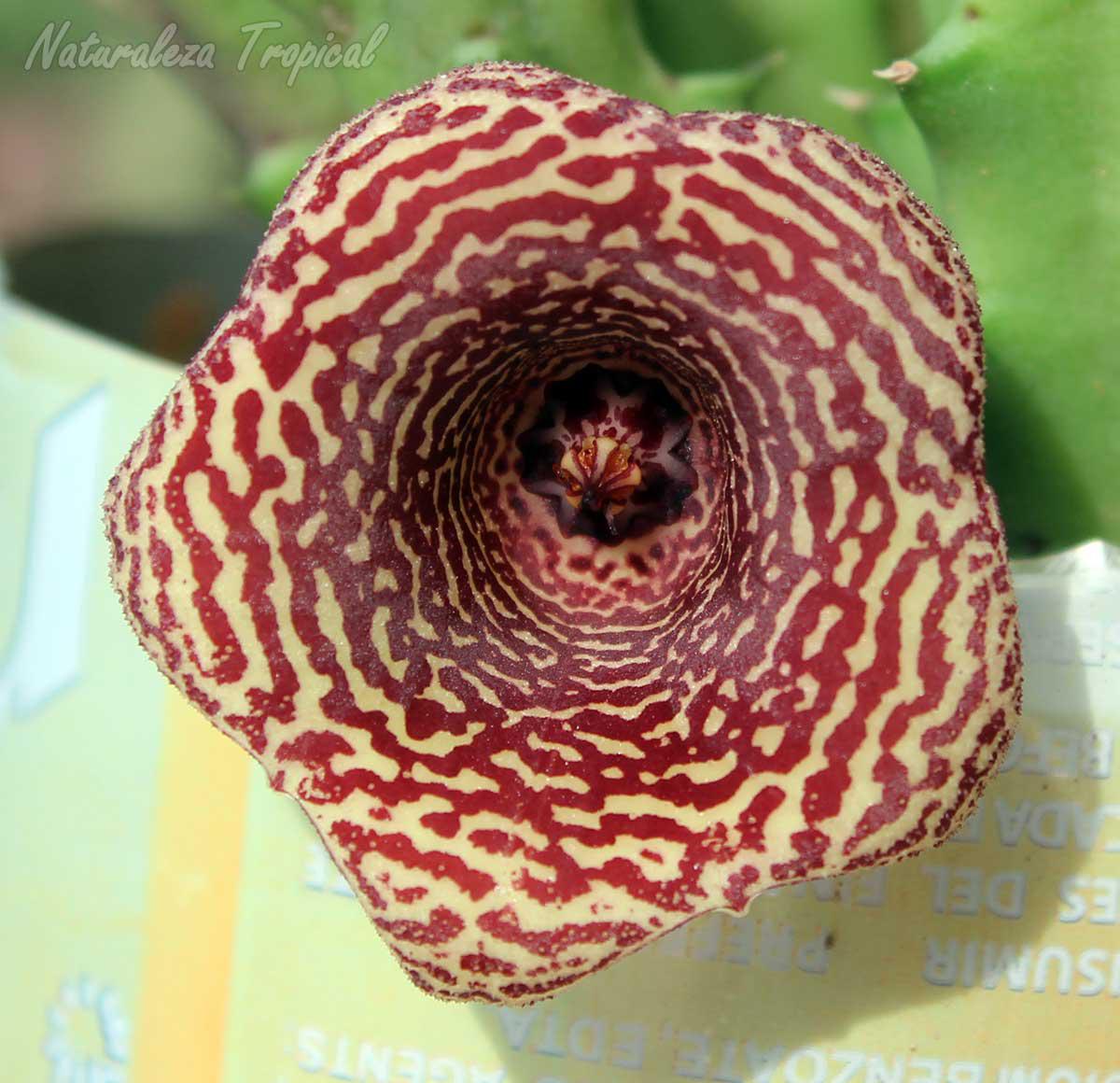 Vista central de la flor de la planta suculenta Huernia ˡ Cookie ˡ KMP 042