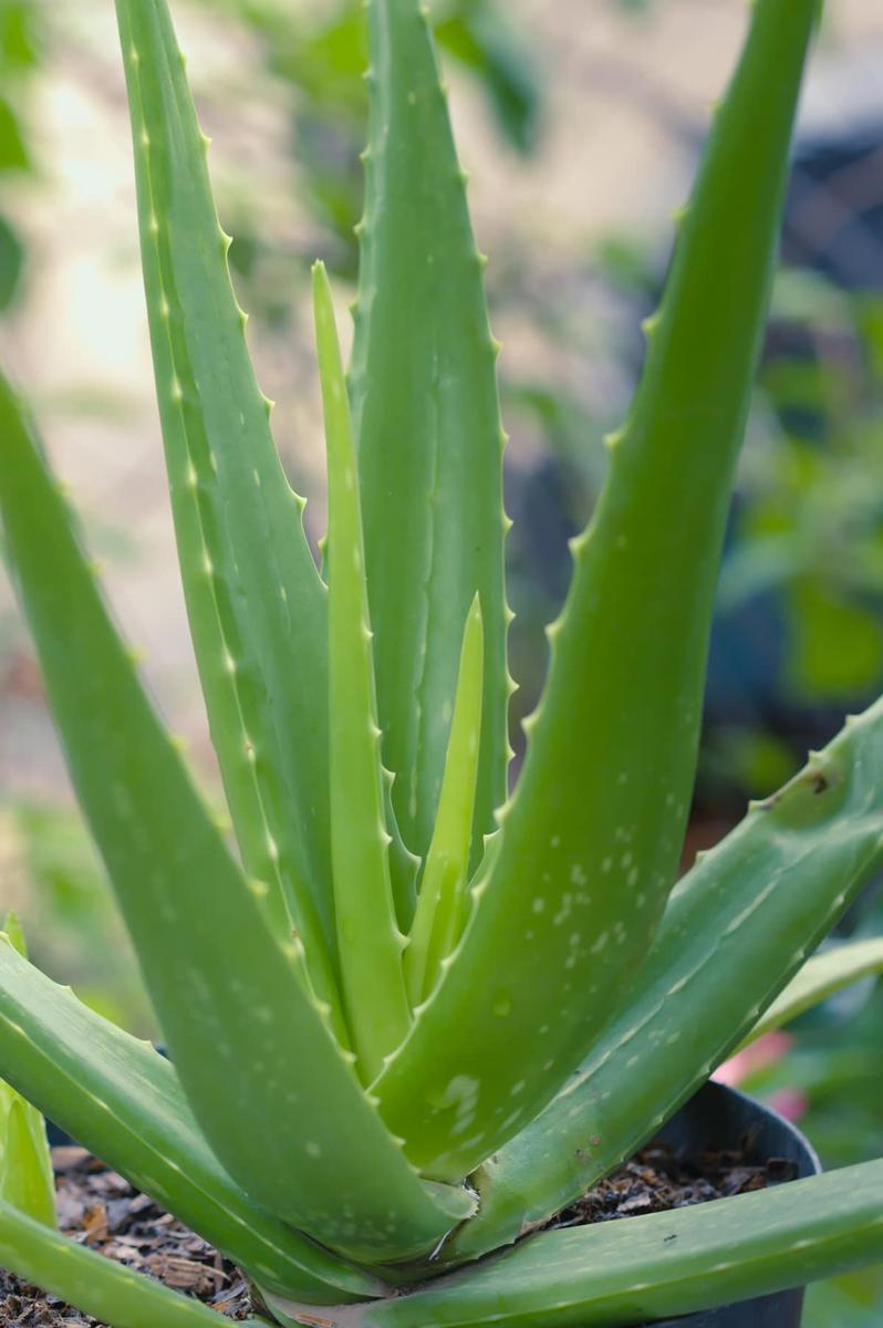 El Aloe vera es una suculenta verde