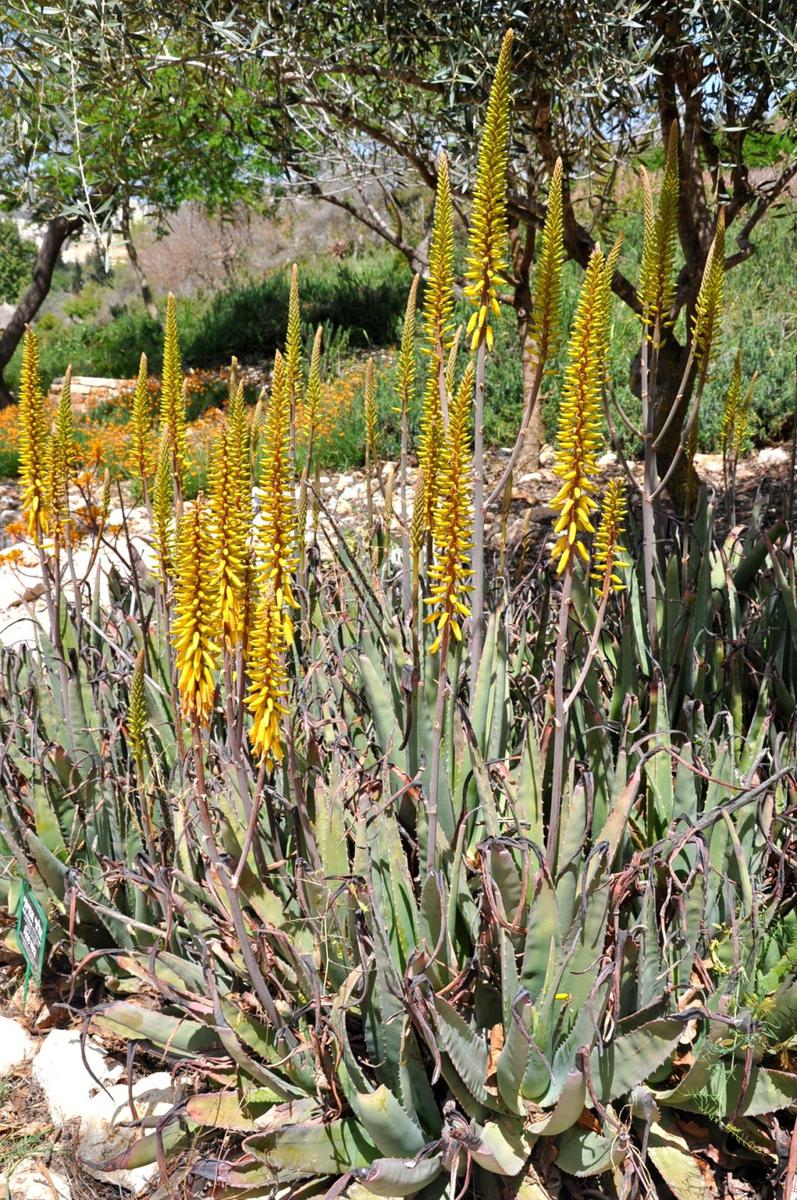La flor del aloe vera es amarilla