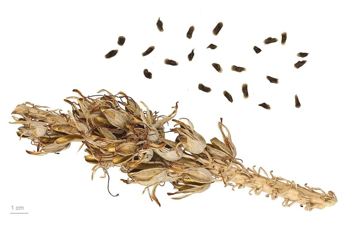 Los frutos del aloe vera son cápsulas secas