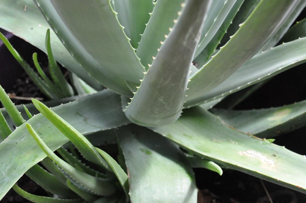 La flor del Aloe vera es amarilla