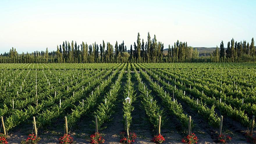 Río Negro tiene su Camino del vino, mirá como recorrerlo