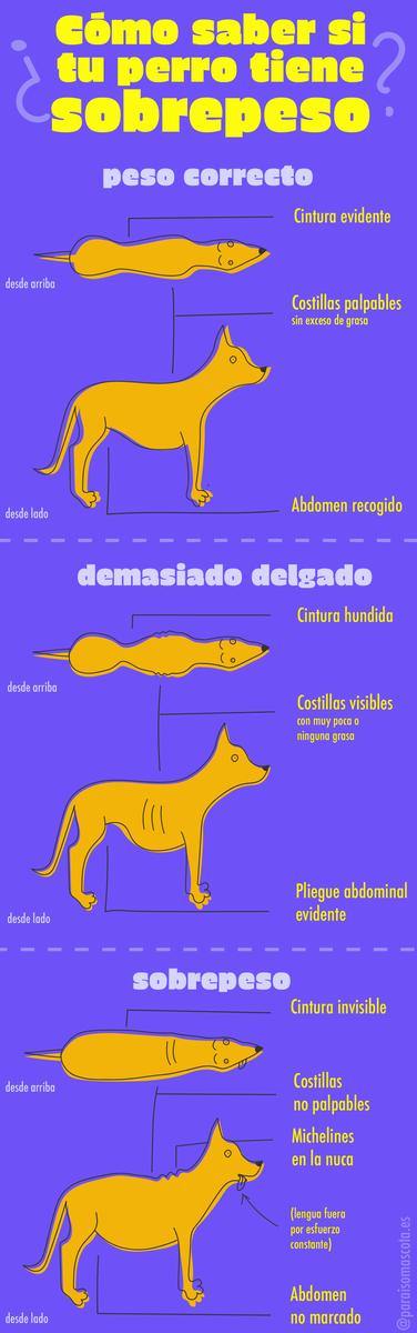 infografica: Como saber si mi perro tiene sobrepeso