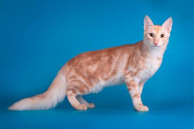 gato ángora