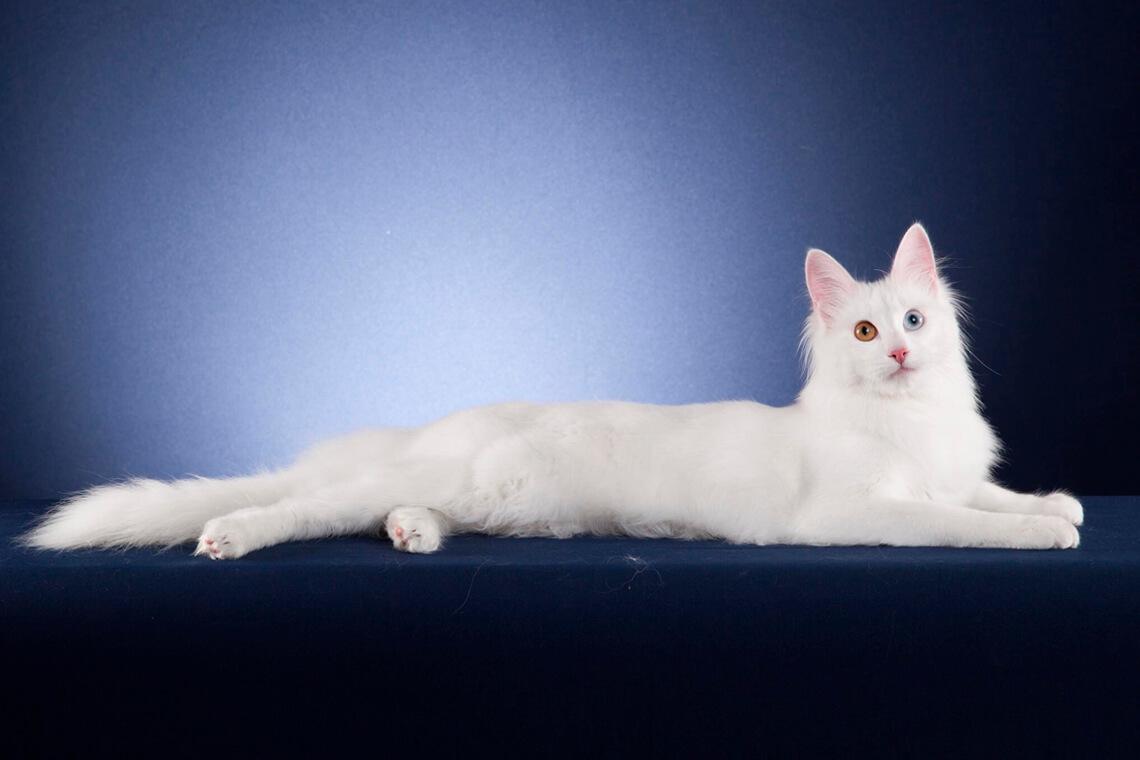 gato con heterocromía