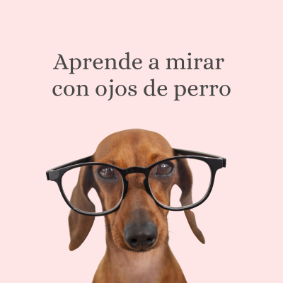 educación-canina-amable