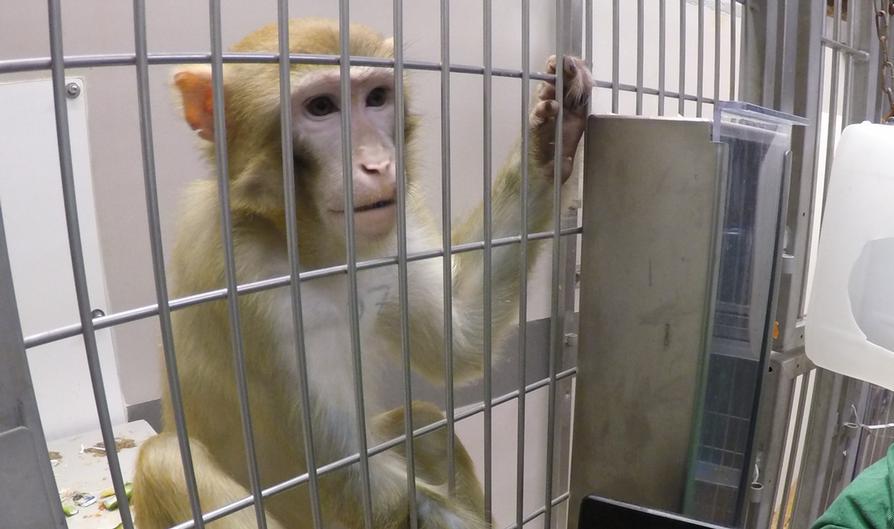 El Comité de Médicos por una Medicina Responsable carga contra Neuralink