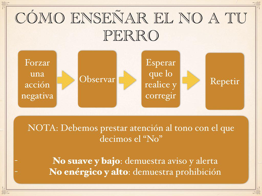 Enseña el No a tu perro