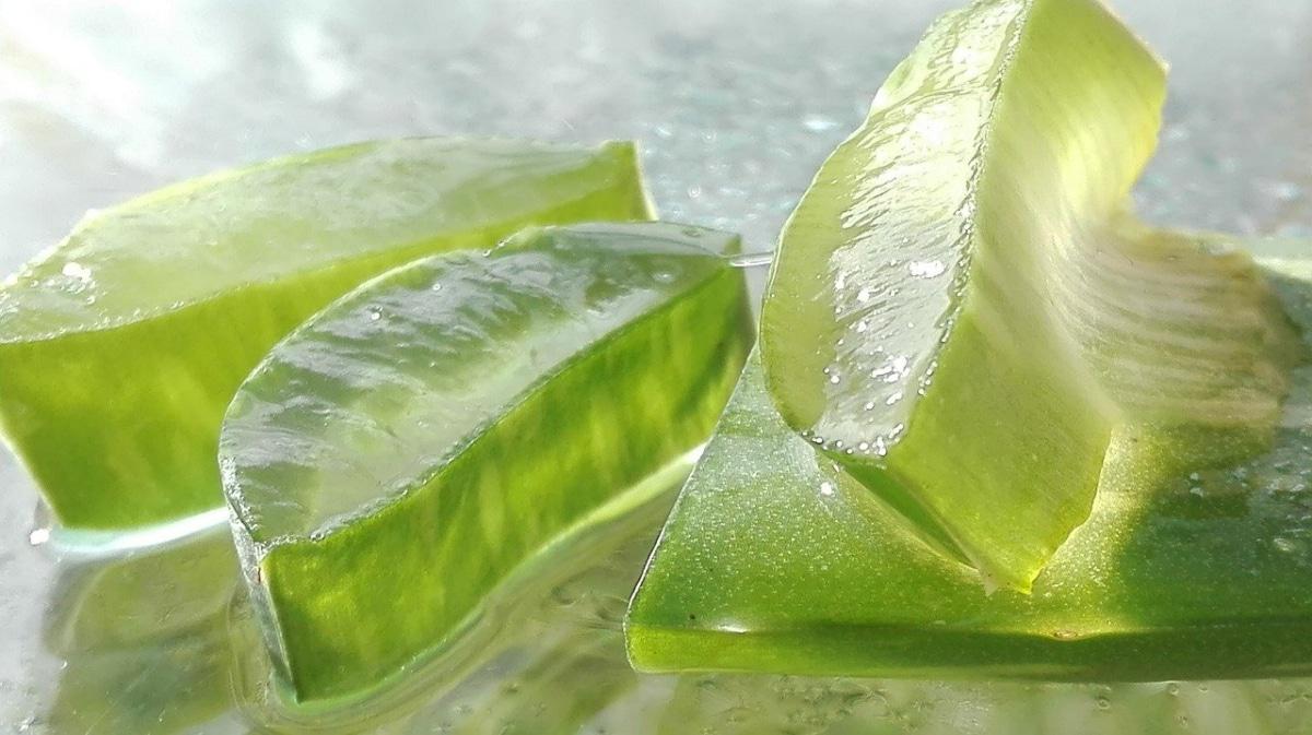 El gel de aloe vera tiene muchas propiedades