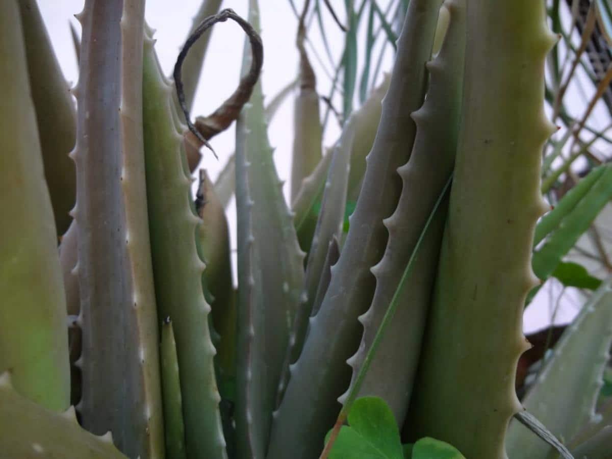 El aloe vera tiene muchos usos medicinales