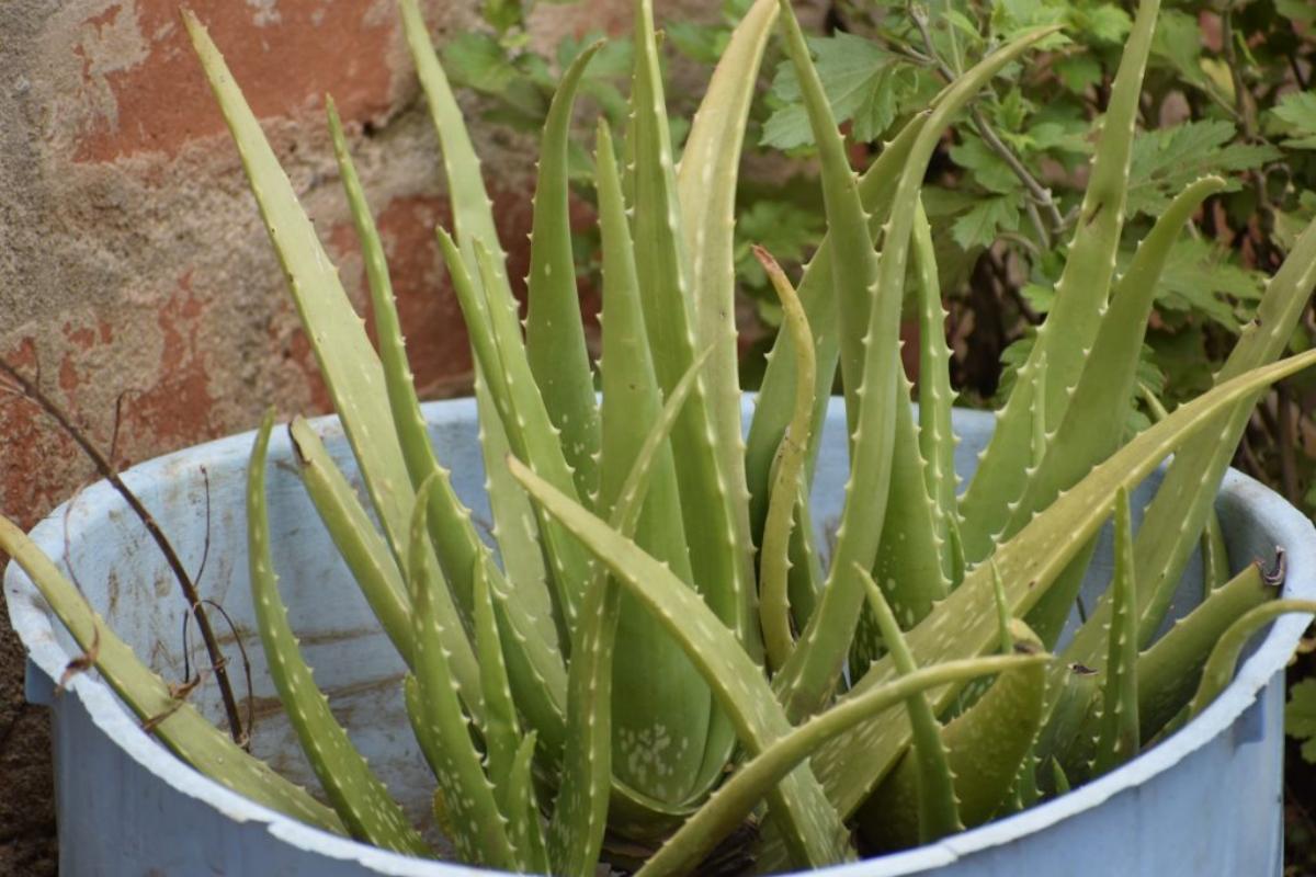 El aloe vera se cultiva mucho en macetas