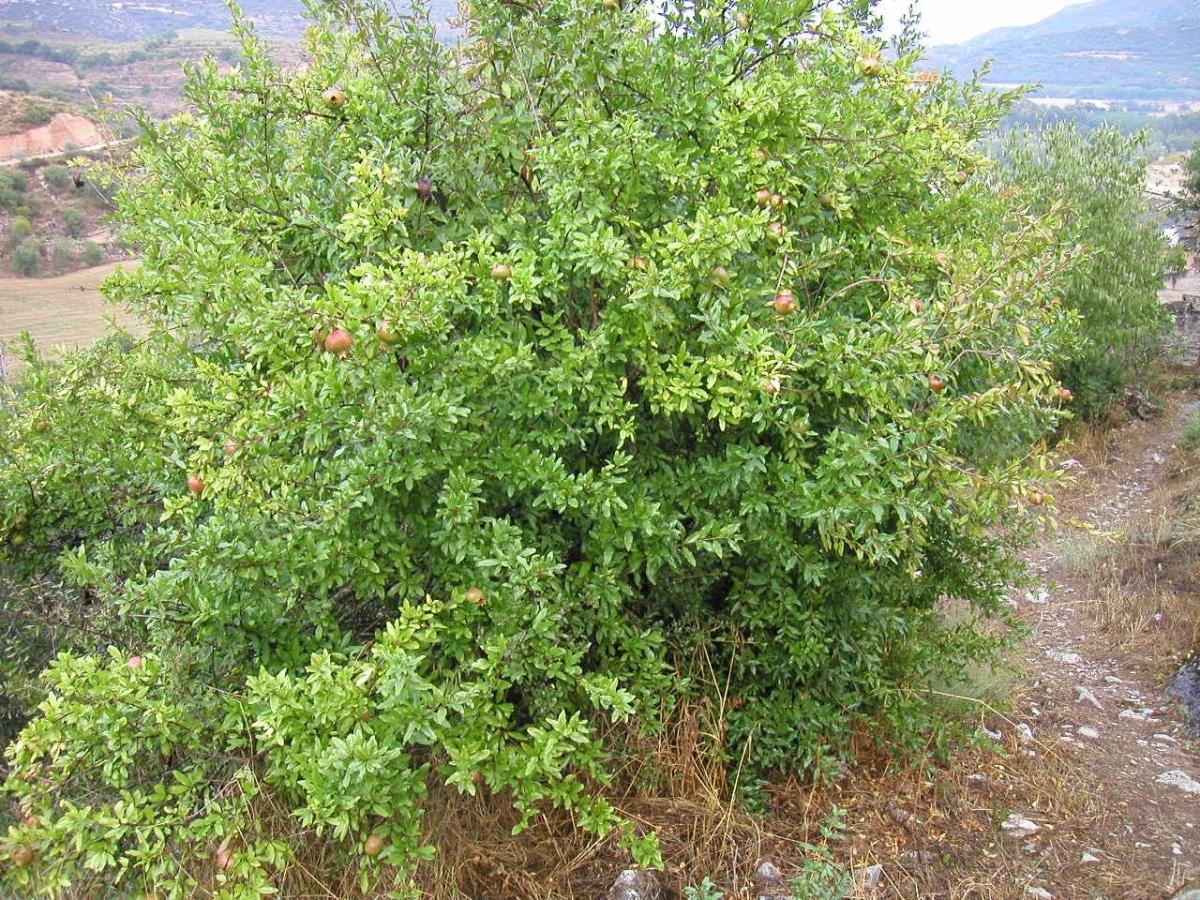 La Punica granatum es un &aacute;rbol caducifolio