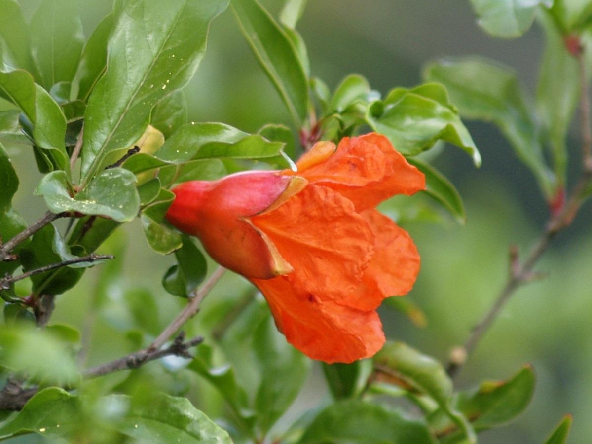 La flor del granado es roja