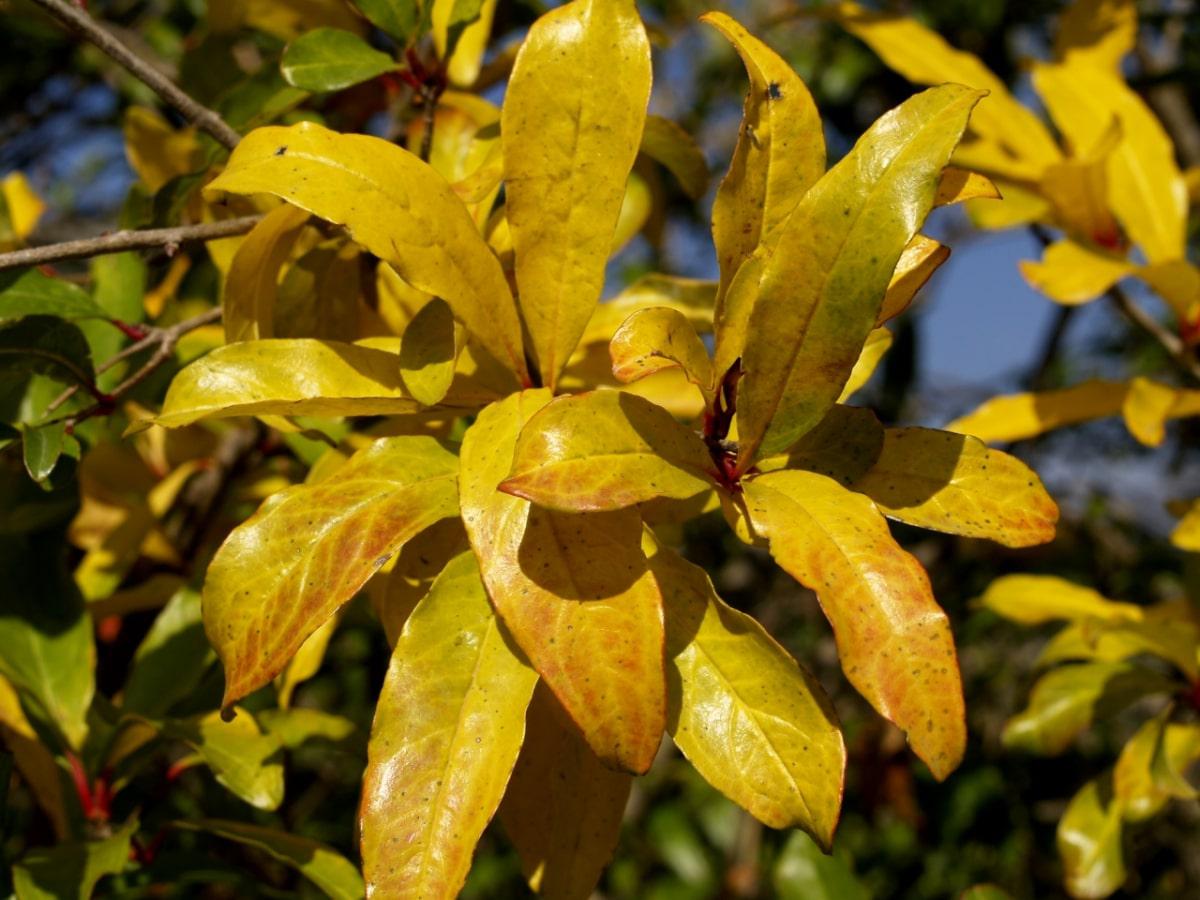 El granado se pone amarillo en oto&ntilde;o
