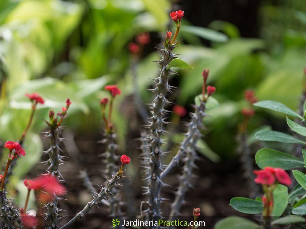Planta Corona de Cristo