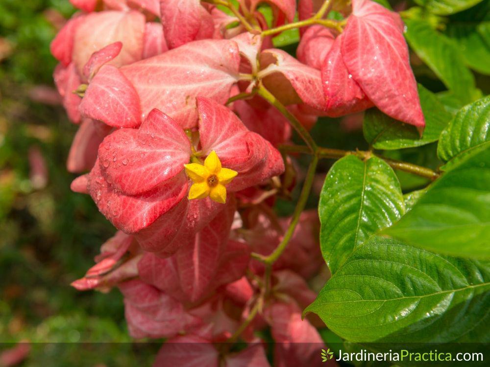 Mussaenda flor