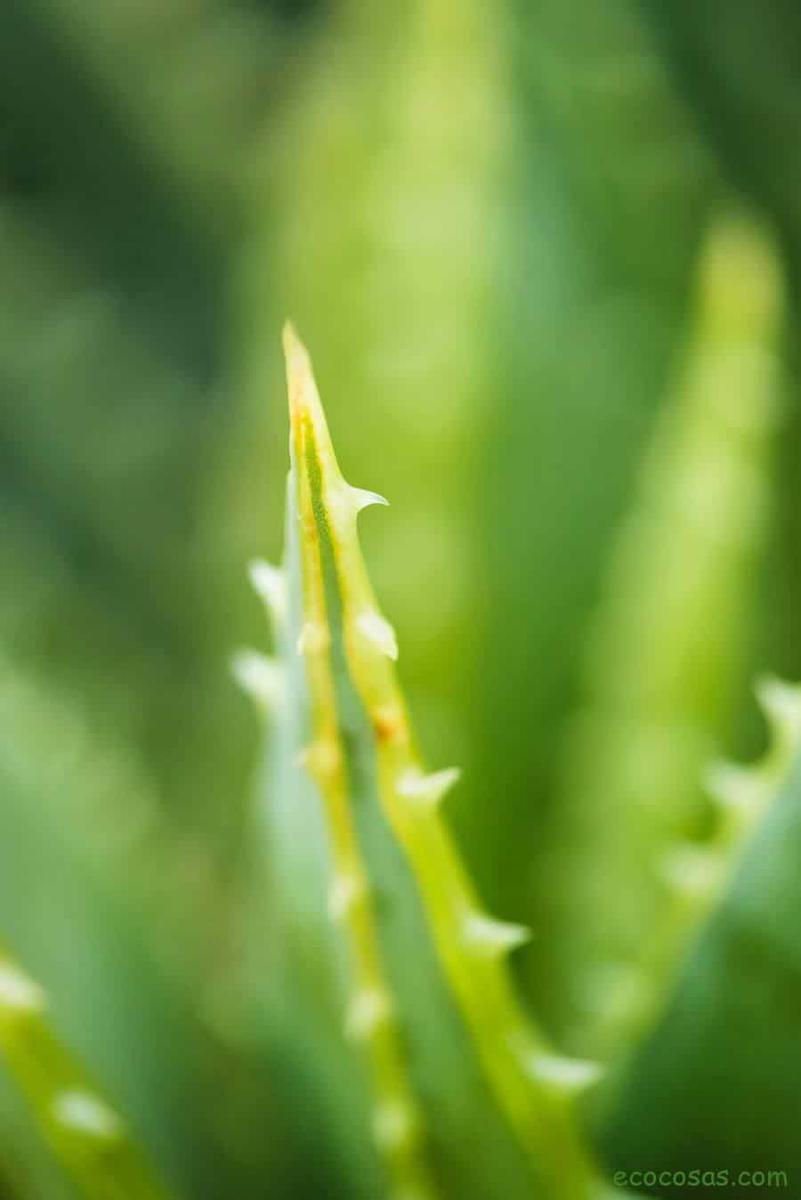remedios caseros para las hemorroides externas
