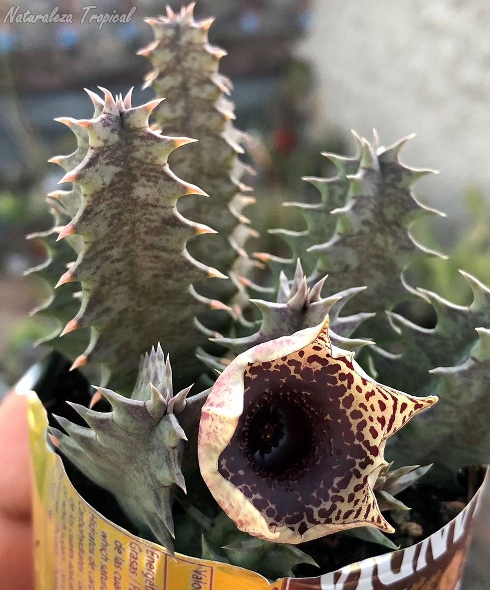 Tallos y flor de la planta suculenta Huernia ˡ Big Habanera ˡ clon 3 KMP 044