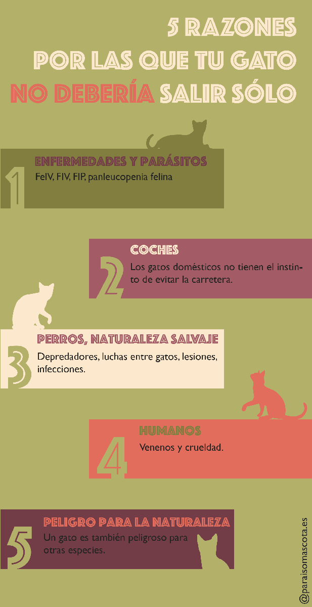 5 razones para no dejar que tu gato salga solo de casa