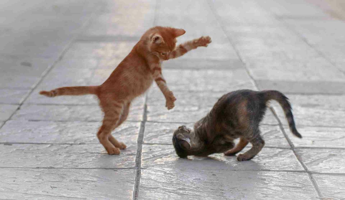 gatos peleando en la calle