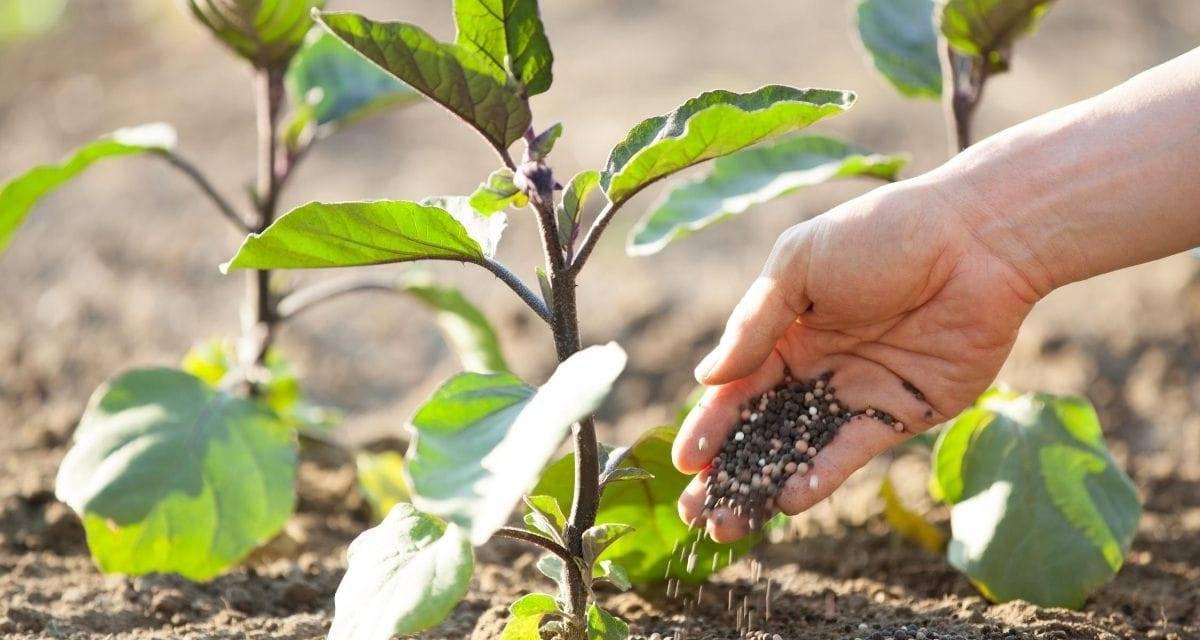 Fertilizante solido berenjena