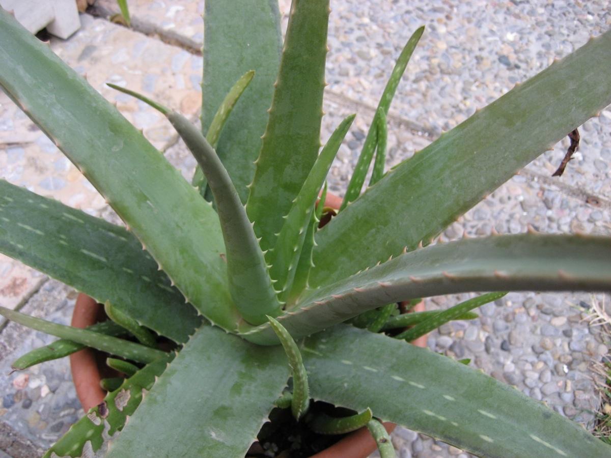 El aloe vera es una especie única