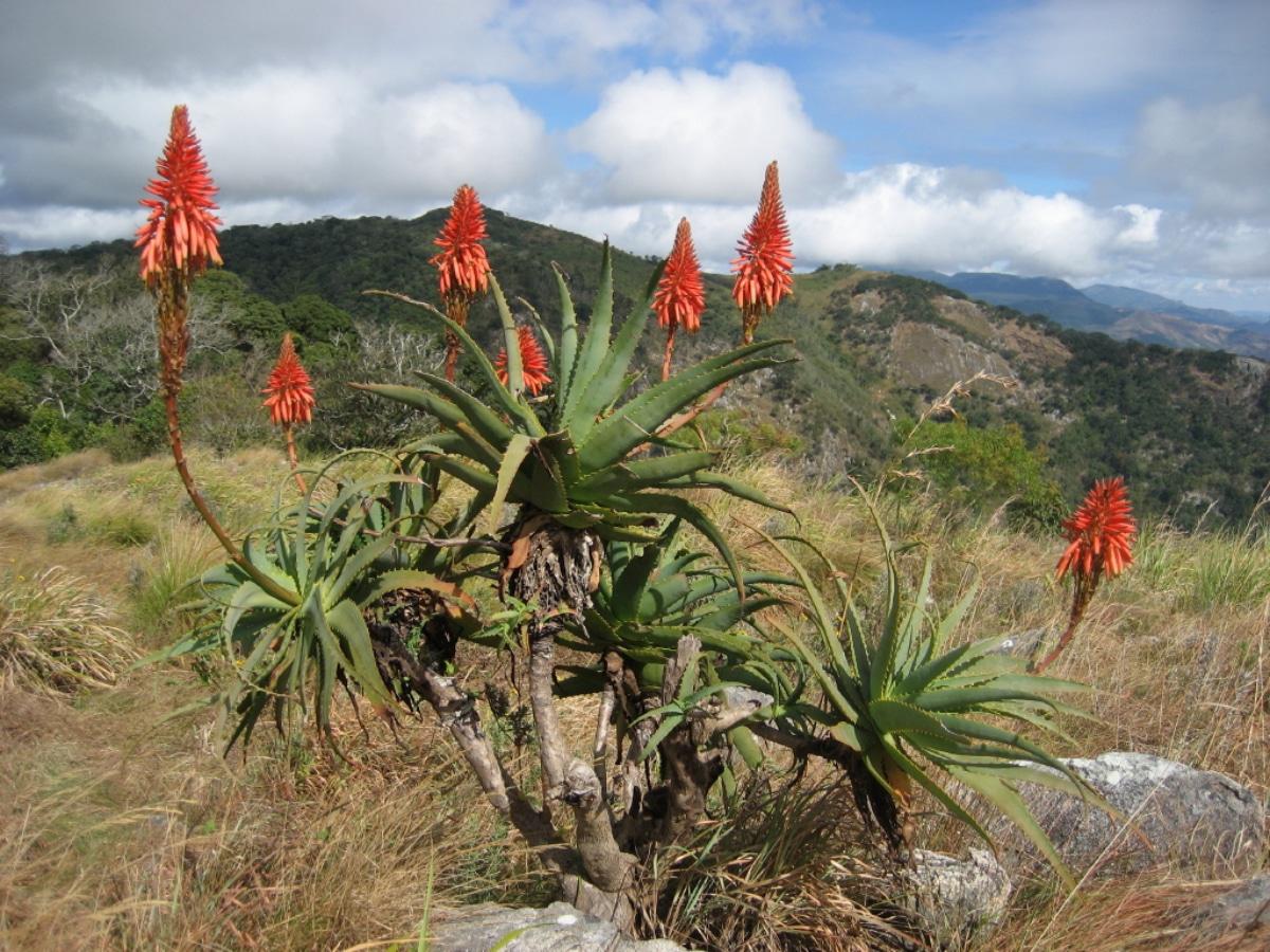 El aloe aborescens es una planta arbustiva