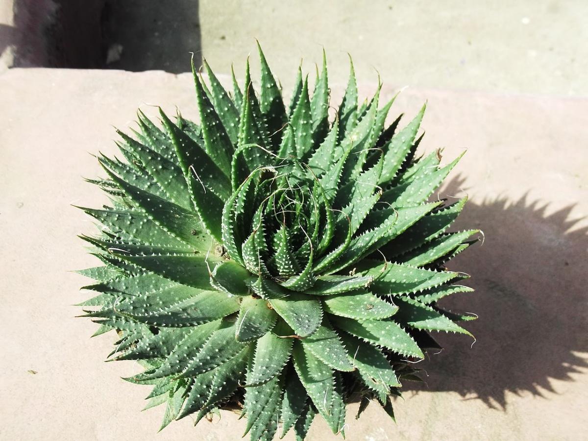 El Aloe aristata es una planta suculenta