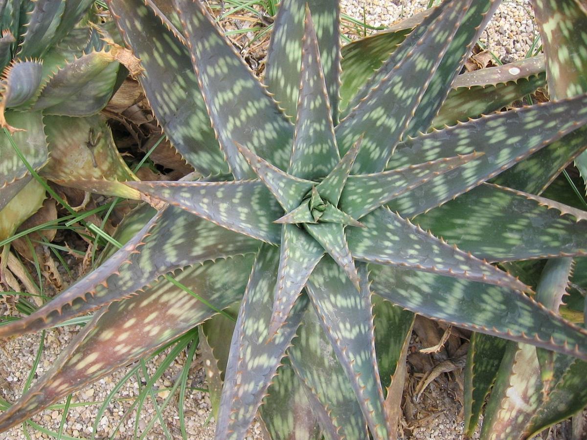 El aloe saponaria es un tipo de aloe