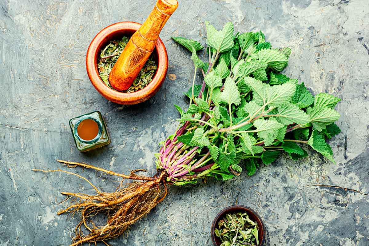La valeriana en infusiones para dormir