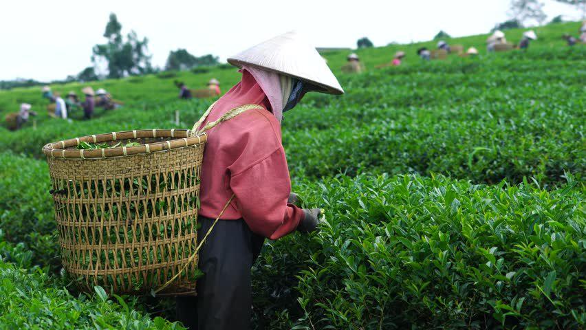 Recolección manual y tradicional de té