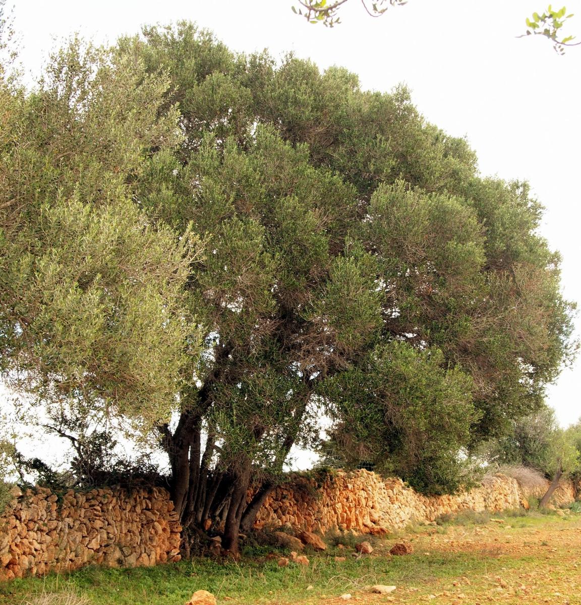 El acebuche es una planta de lento crecimiento
