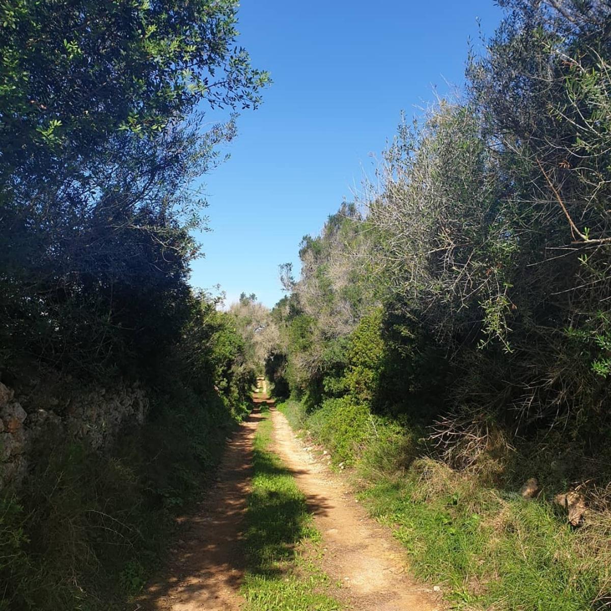 Acebuches adultos en Mallorca