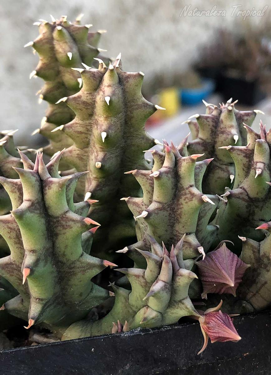 Tallos de la planta suculenta Huernia ˡ Aylen ˡ KMP 045