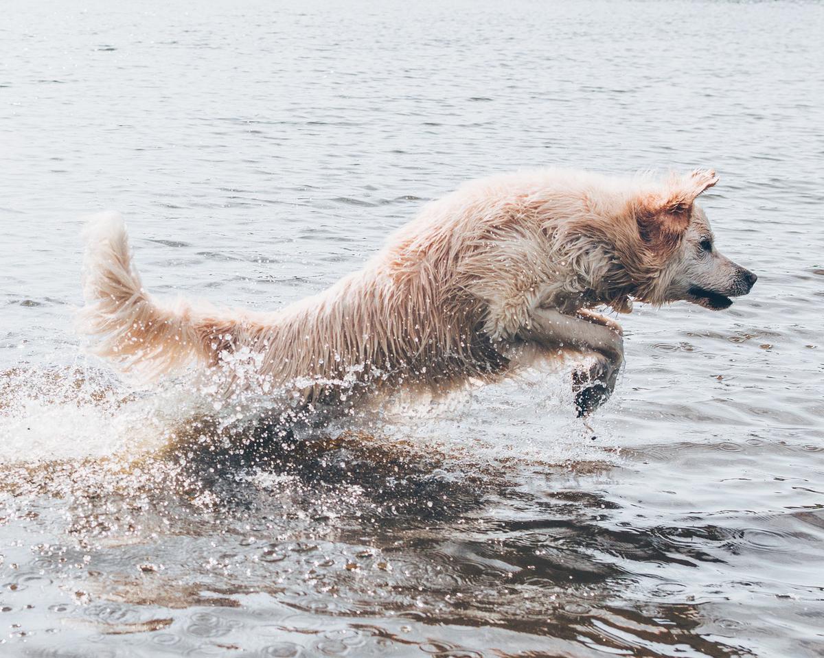 sitio-para-el-baño-en-la-playa-para-perros