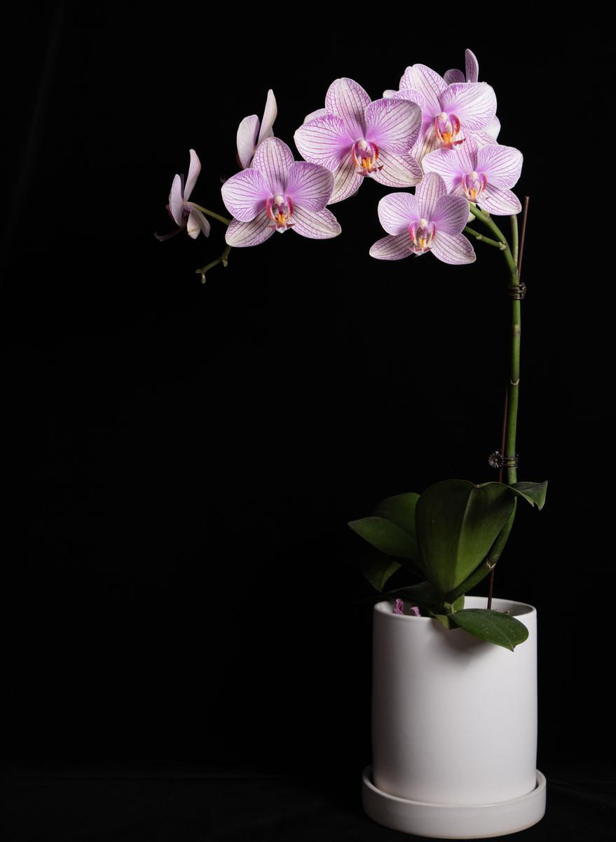 Le orchidee sono tornate di moda, sai come prendertene cura?  2