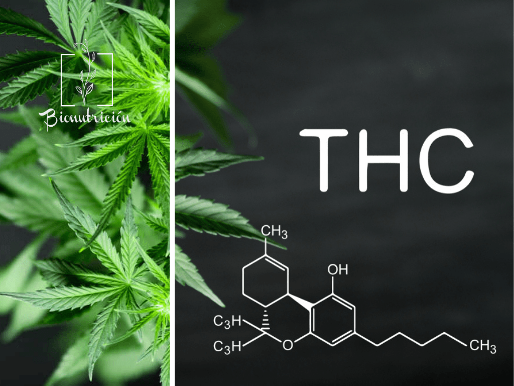 Aceite de cáñamo CBD-THC-Bionutrición Ortomolecular