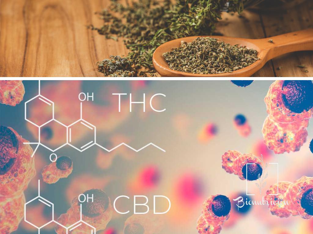 CBD aceite de cáñamo y análisis de sangre-Bionutrición Ortomolecular