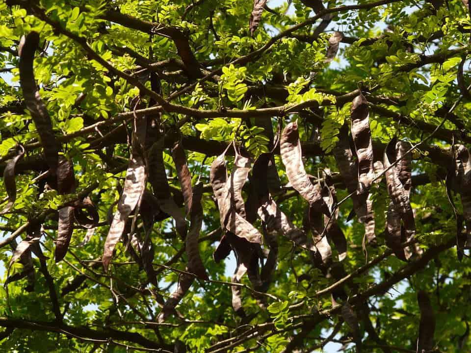 Algarroba: propiedades, beneficios y recetas 1