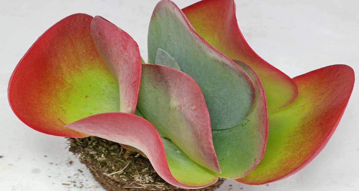 Suculenta kalanchoe thyrsiflora