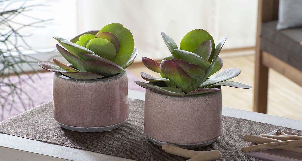 Kalanchoe thyrsiflora macetas