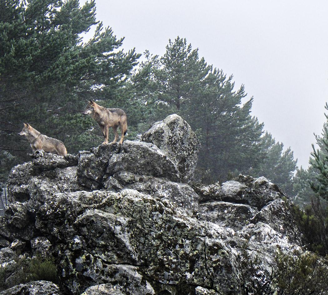 Centro del Lobo Ibérico. Robledo. Comarca de Sanabria. Zamora. Castilla y León. España © Javier Prieto Gallego