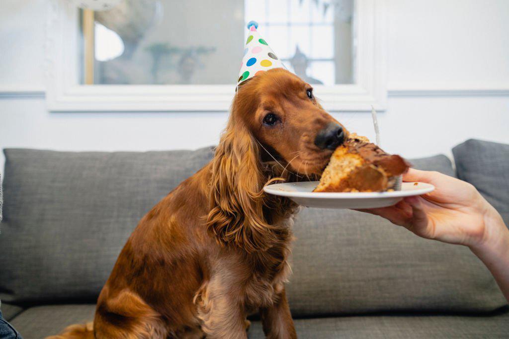 ¿Pueden los perros comer bizcocho?