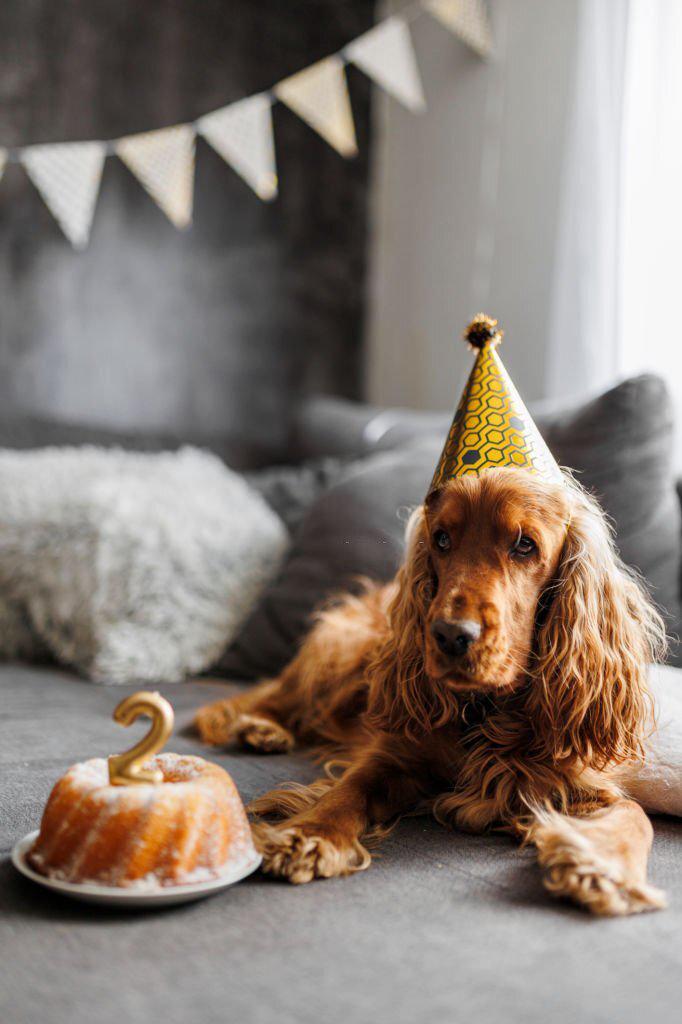 Receta de bizcocho para perros