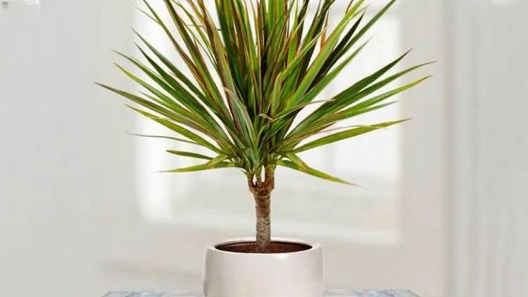 plantas y signos astrológicos dragón venenoso protegen a escorpio