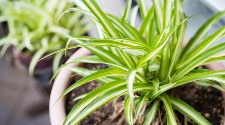 plantas y signos del zodiaco optimista sagitario buena suerte salud planta araña