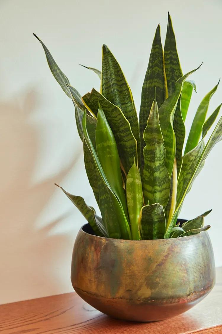 plantas y astrología próspero sansevieria sol medio brillante