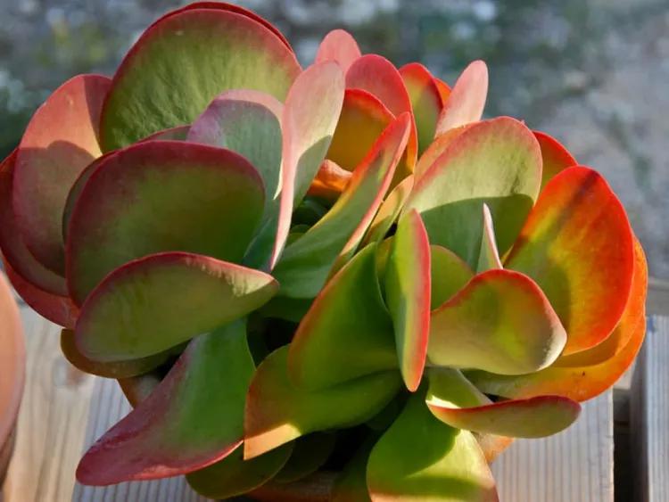 Las plantas del zodiaco Kalanchoe complementan perfectamente la deslumbrante personalidad apasionada.